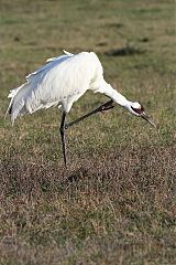 Whooping Crane