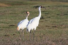 Whooping Crane