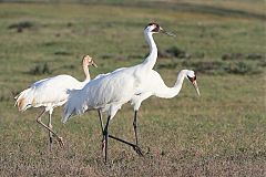 Whooping Crane