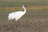 Whooping Crane