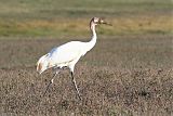 Whooping Crane