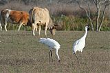 Whooping Crane