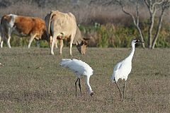 Whooping Crane