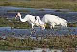 Whooping Crane