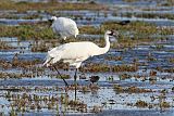 Whooping Crane