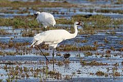 Whooping Crane