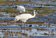 Whooping Crane