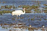 Whooping Crane