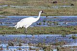 Whooping Crane