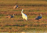 Whooping Crane