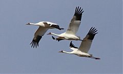 Whooping Crane