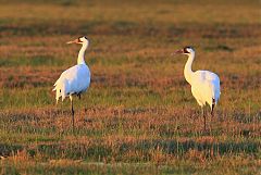 Whooping Crane