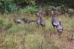 Wild Turkey