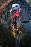 Wild Turkey