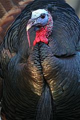 Wild Turkey