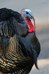 Wild Turkey