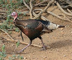 Wild Turkey