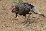 Wild Turkey