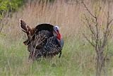 Wild Turkeyborder=