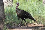 Wild Turkey