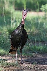 Wild Turkey