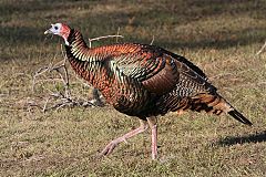 Wild Turkey