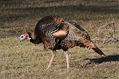 Wild Turkey