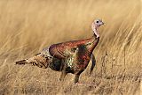 Wild Turkey