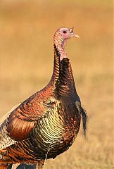 Wild Turkey