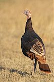 Wild Turkey