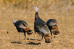 Wild Turkey