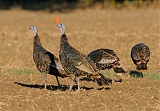 Wild Turkeyborder=