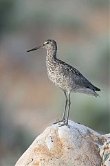 Willet