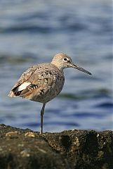 Willet