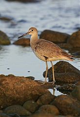 Willet