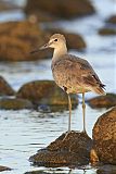 Willet