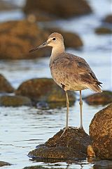 Willet