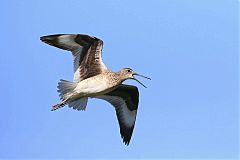 Willet