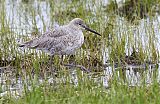 Willet