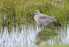 Willet