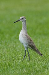 Willet