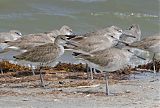 Willet