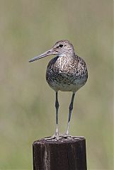 Willet