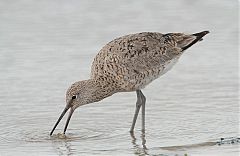 Willet