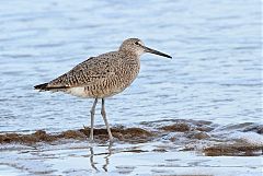 Willet