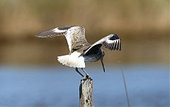 Willet