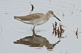 Willet