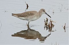 Willet