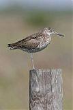 Willet