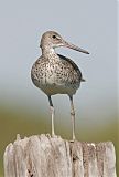 Willet